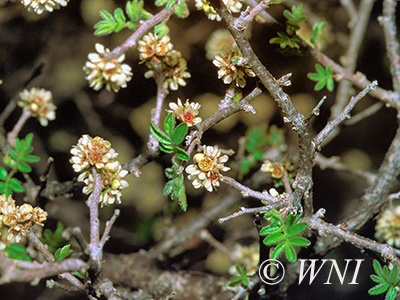 Little-leaved Sumac (Rhus microphylla)